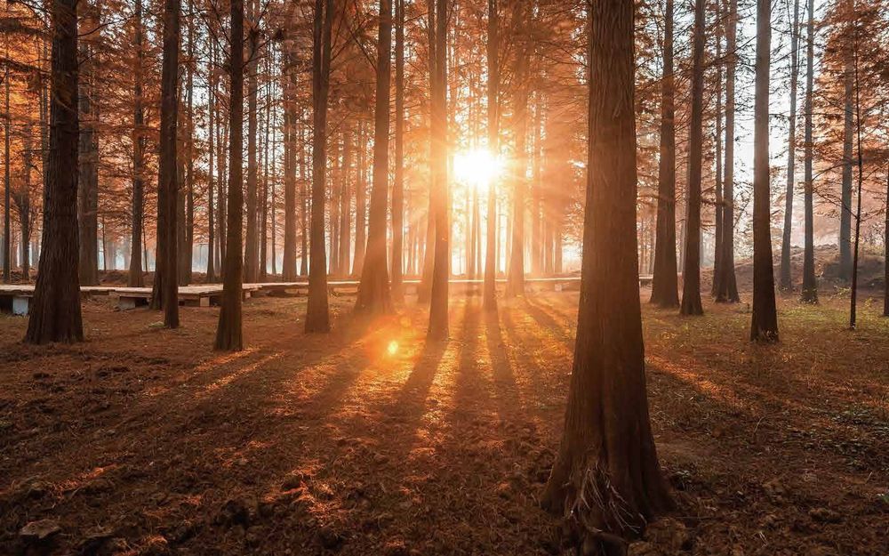 Natural timber forest — the origin of the engineered boards used in Art Ideas cabinetry